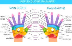 carte réflexologie palmaire