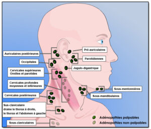 Position des ganglions lymphatiques du visage